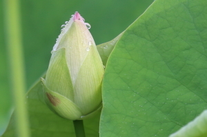 つぼみ