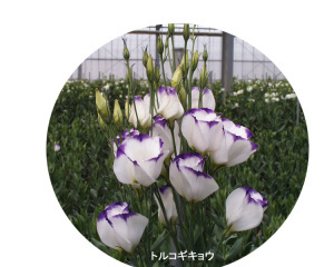 トルコギキョウ