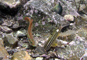 御坊市の海に生息している魚の画像13枚目