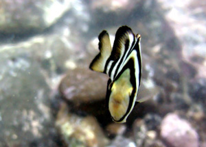 御坊市の海に生息している魚の画像8枚目