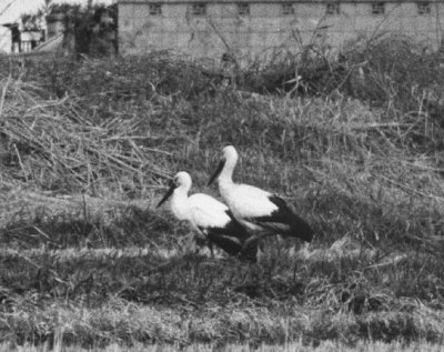 コウノトリ番いの写真画像