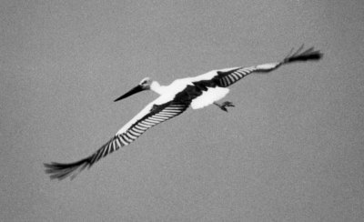 コウノトリの飛行写真画像