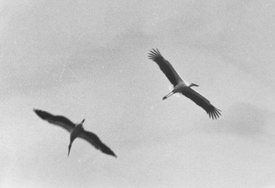 コウノトリ番いの飛行写真画像