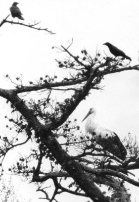 コウノトリの写真画像