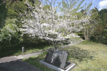 sakura