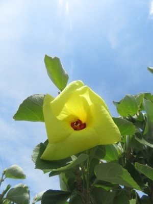 はまぼうの花