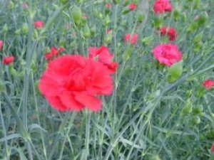 カーネーションの花言葉