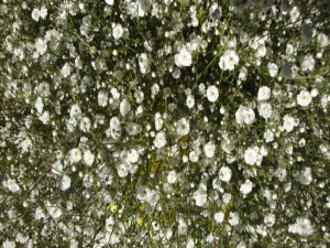 かすみ草花言葉