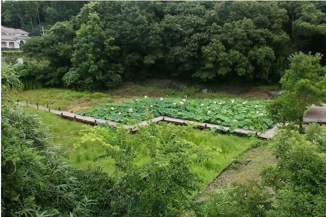 中山の蓮池