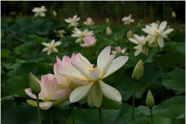 中山の蓮池