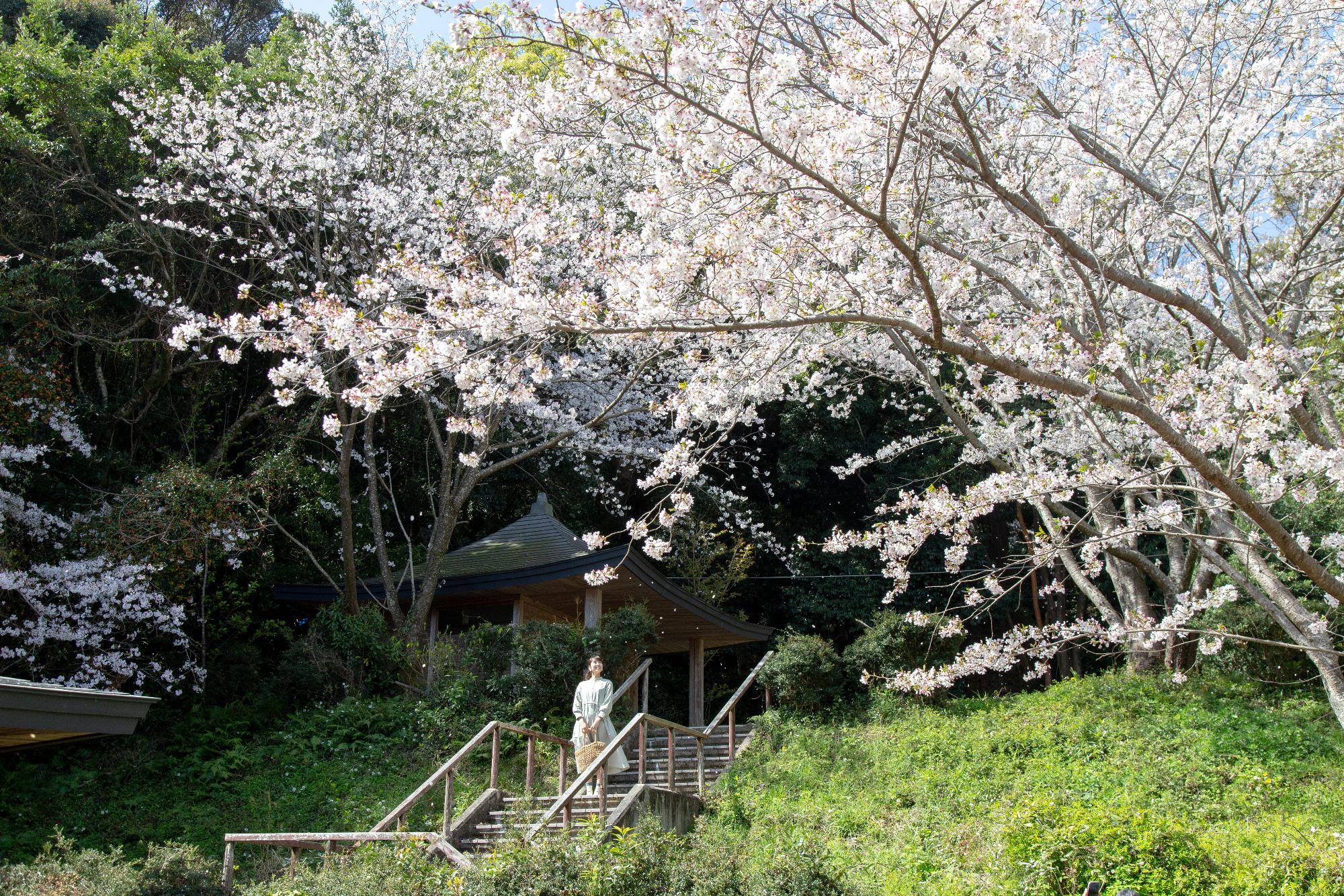 yahatayama_sakura