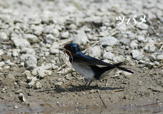 ツバメの写真画像