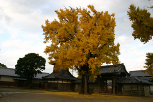 日高別院の公孫樹