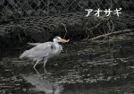 アオサギの写真画像