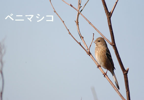 ベニマシコの写真画像