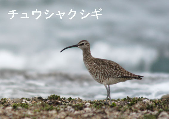 チュウシャクシギの写真画像