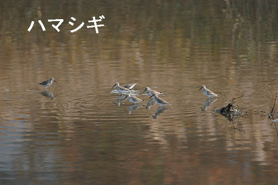 ハマシギの写真画像