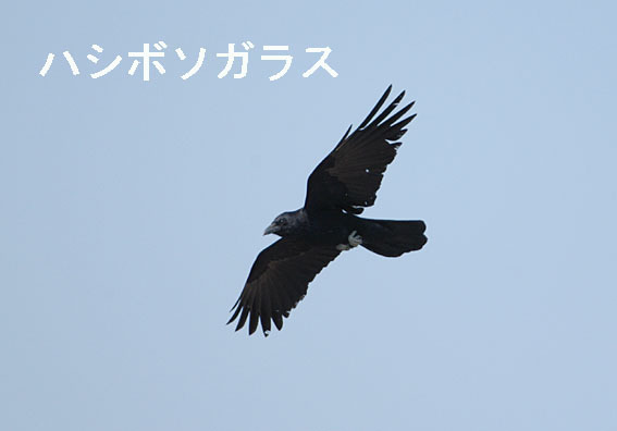 ハシボソガラスの写真画像