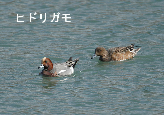 ヒドリガモの写真画像