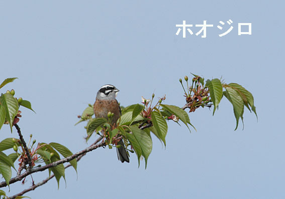 ホオジロの写真画像