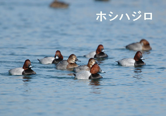 ホシハジロの写真画像