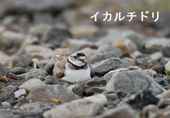 イカルチドリの写真画像