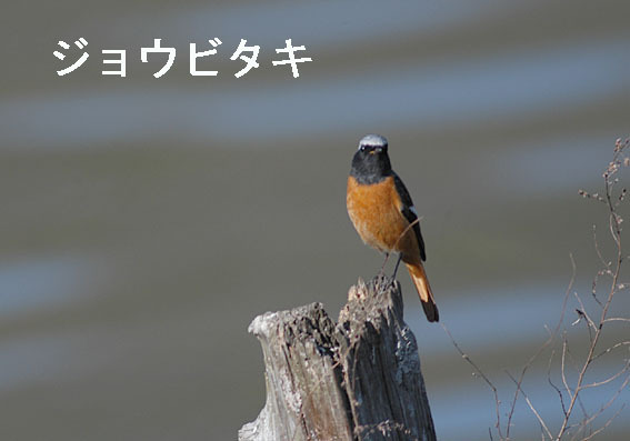 ジョウビタキの写真画像
