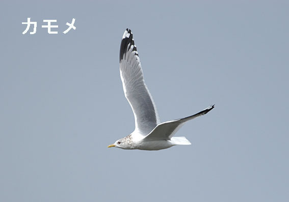 カモメの写真画像