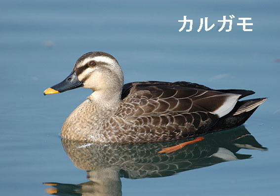 カルガモの写真画像