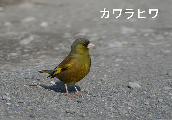 カワラヒワの写真画像