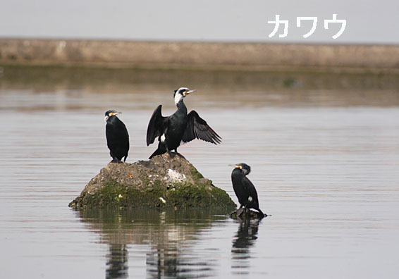 カワウの写真画像