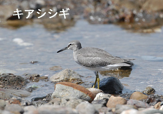 キアシシギの写真画像