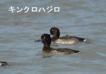 キンクロハジロの写真画像