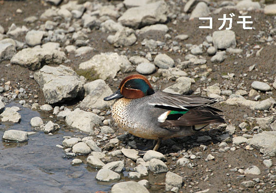 コガモの写真画像