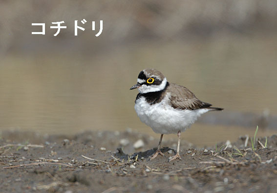 コチドリの写真画像
