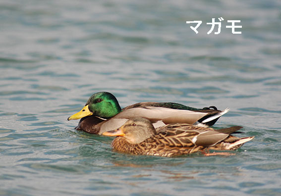 マガモの写真画像