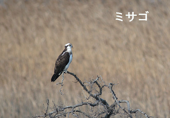 ミサゴの写真画像