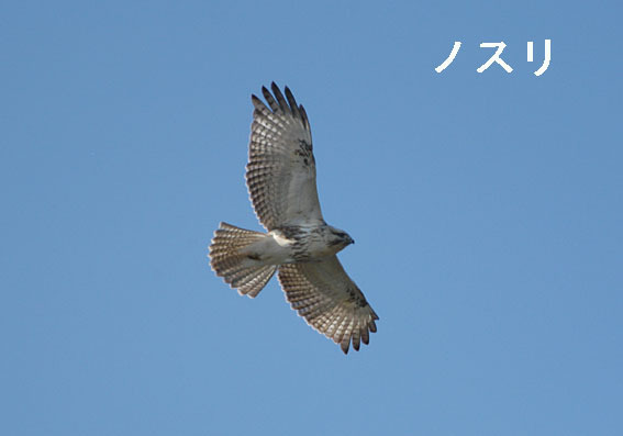 ノスリの写真画像