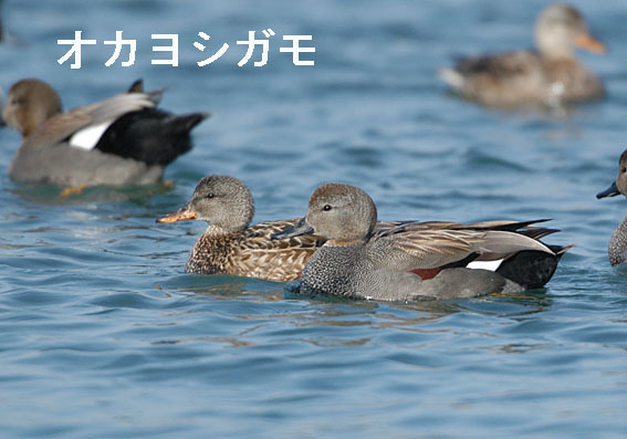 オカヨシガモの写真画像
