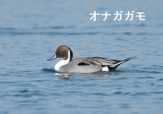 オナガガモの写真画像