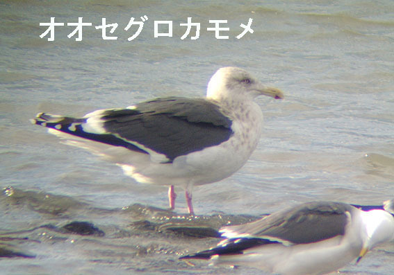 オオセグロカモメの写真画像