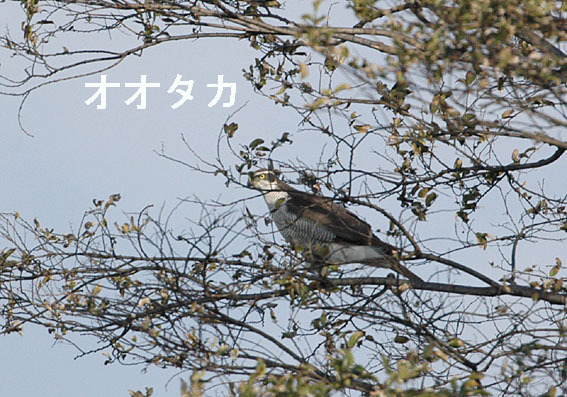 オオタカの写真画像