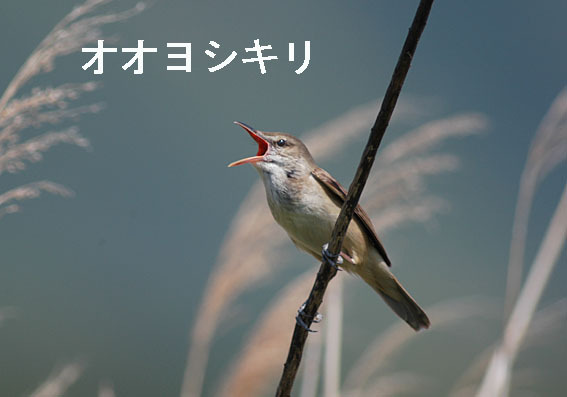 オオヨシキリの写真画像