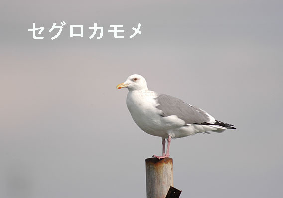 セグロカモメの写真画像