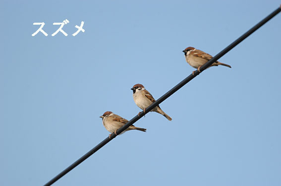 スズメの写真画像