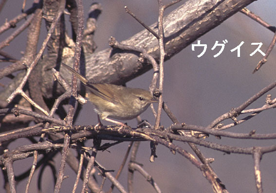 ウグイスの写真画像