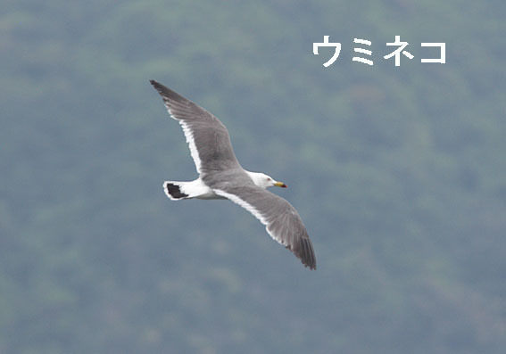 ウミネコの写真画像