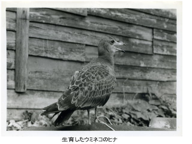 生育したウミネコのヒナ