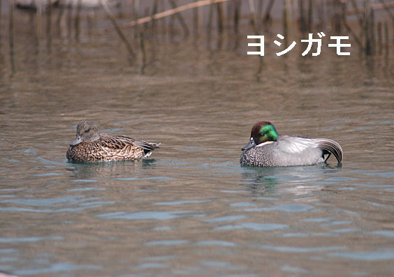 ヨシガモの写真画像