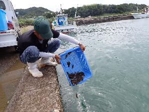 ヒラメの育成